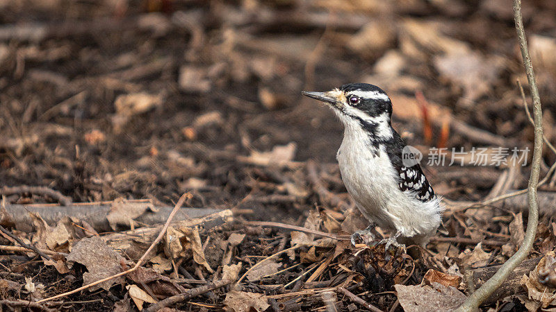 雌性多毛啄木鸟，(Leuconotopicus villosus)， Pico Velloso)，雌性多毛啄木鸟。